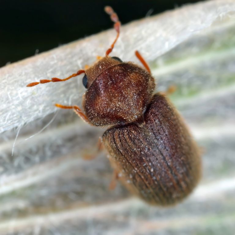 drugstore beetle on white surface