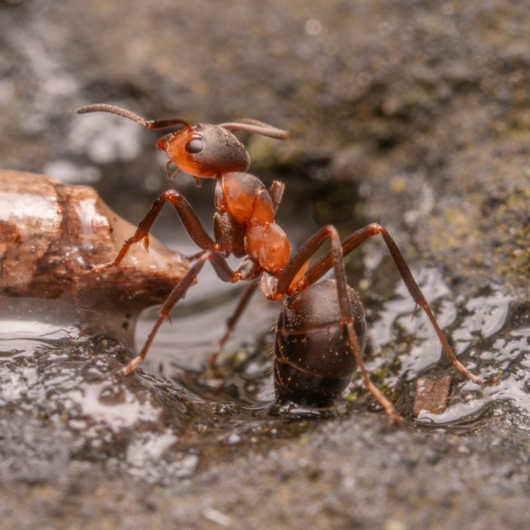 field ant on the ground