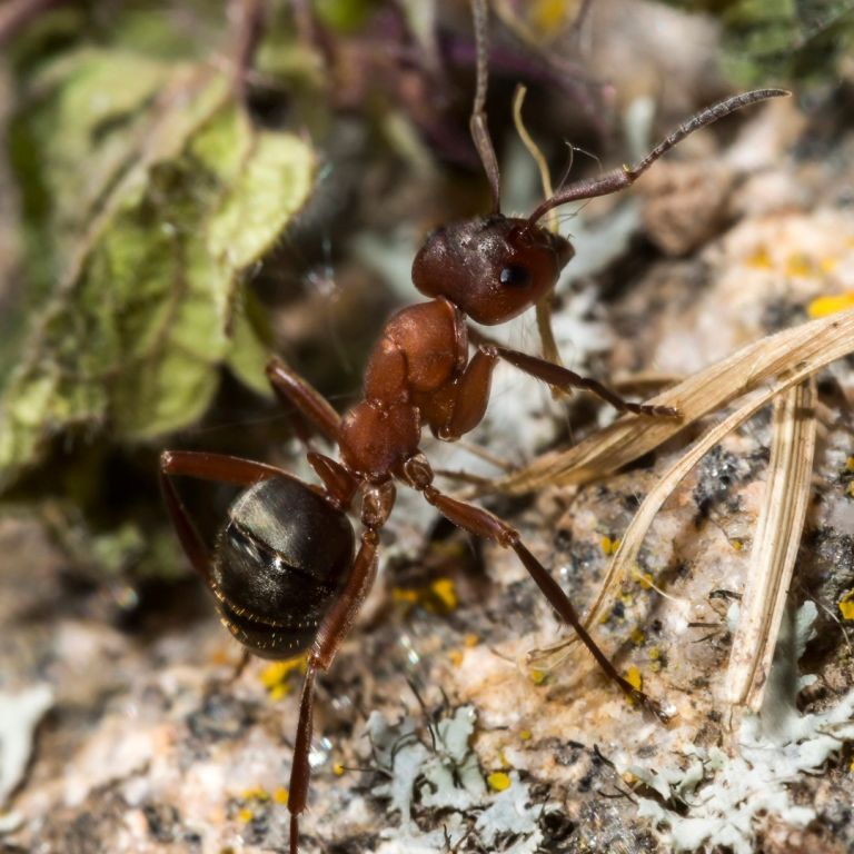 field ant on the ground