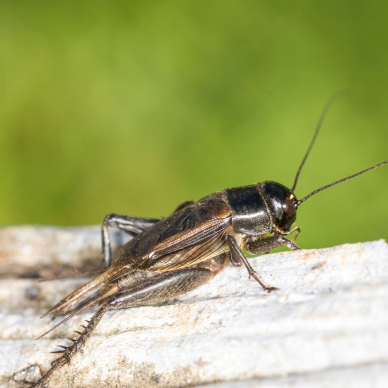 Cricket perched on wooden surface outdoors.