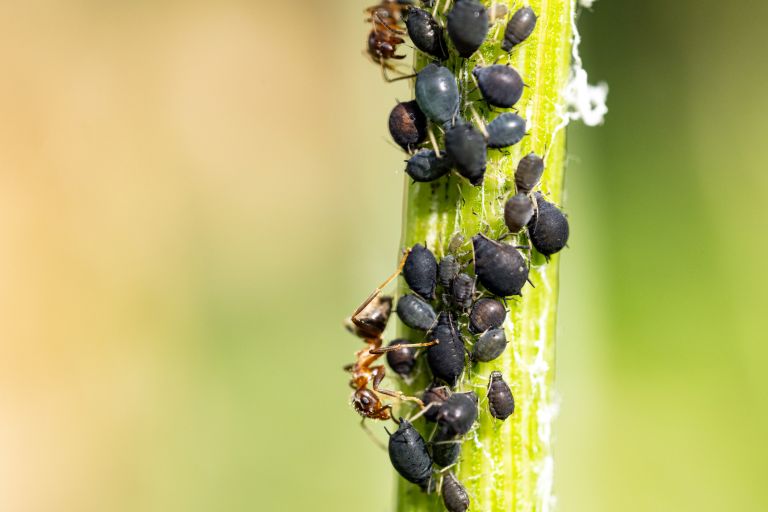 Extreme close-up of ants in symbiotic relationship with louse on plant stem