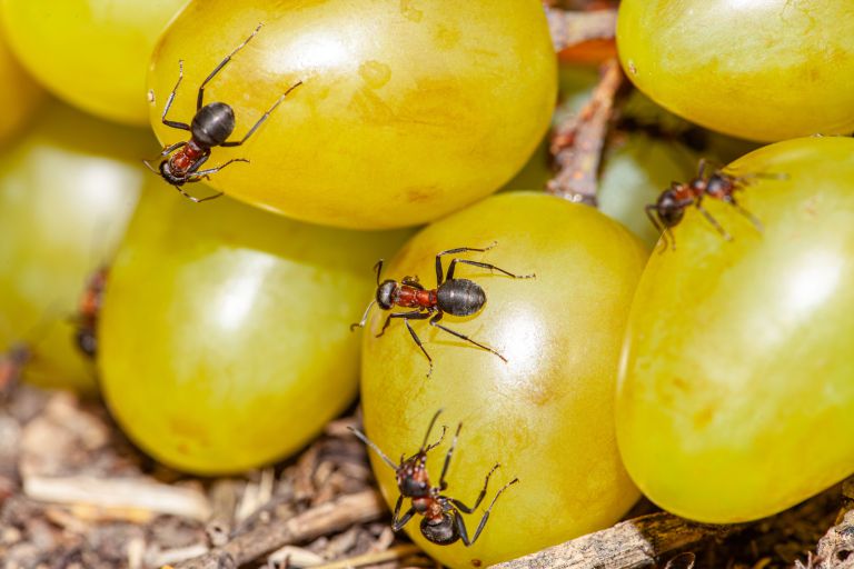 White grapes damaged by ants and infested with rot and mold