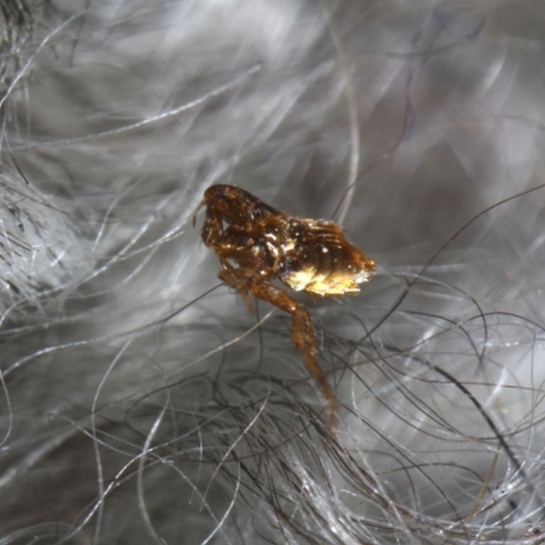 Louse crawling on human hair close-up.
