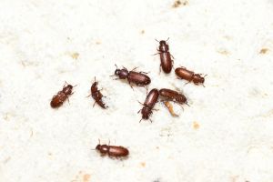 Flour Beetle