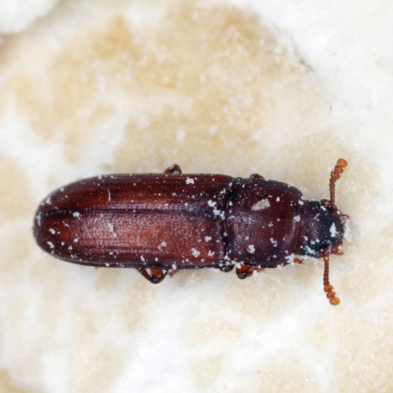 Close-up of a flour beetle