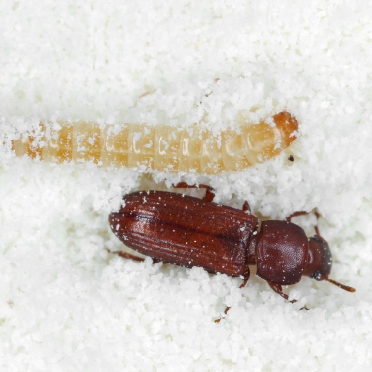 Close-up of a flour beetle