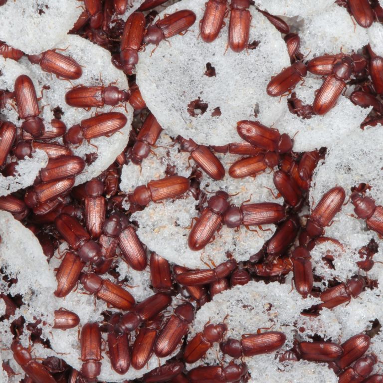 Group of flour beetles