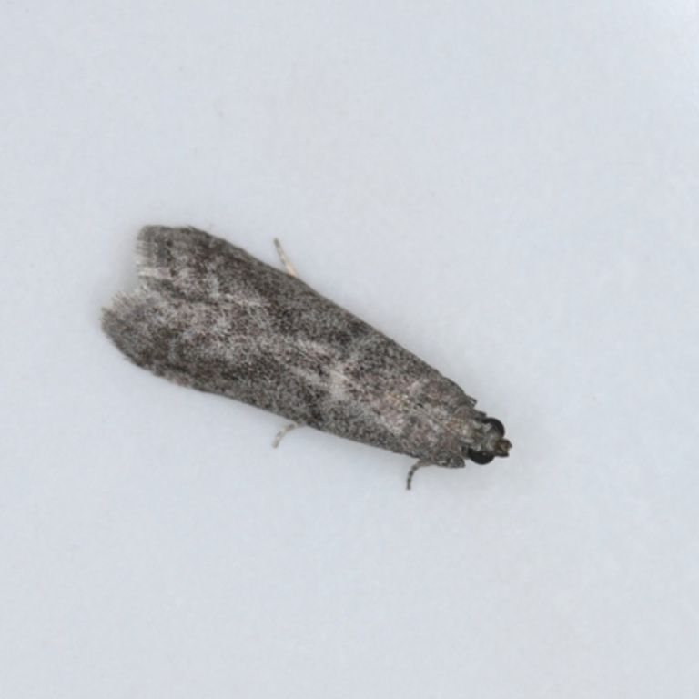 Flourmoth