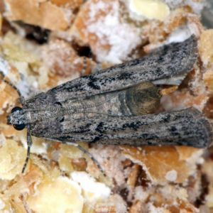 Mediterranean Flour Moth