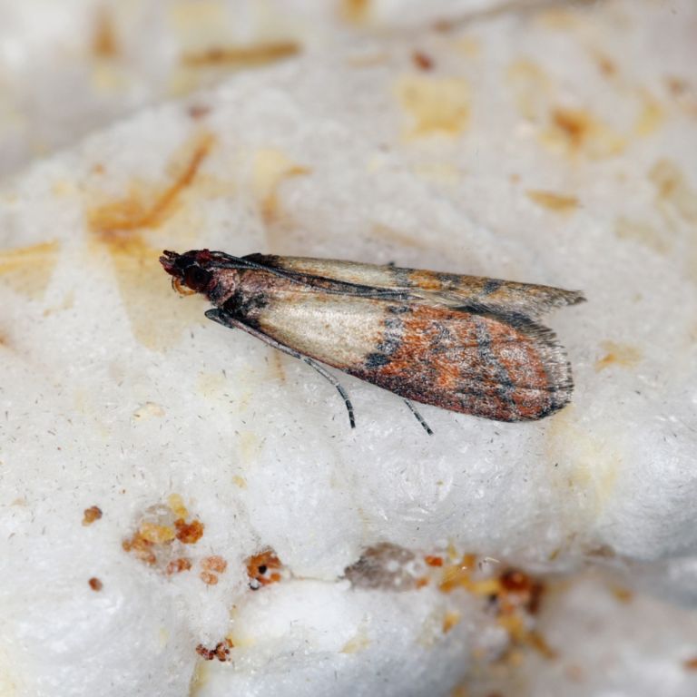 Grain moth cotton