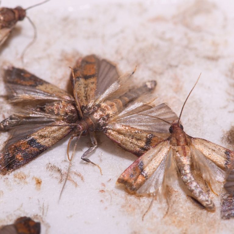 Grainmoth