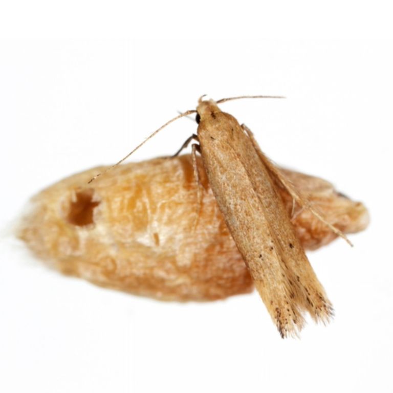 Grainmothwhite