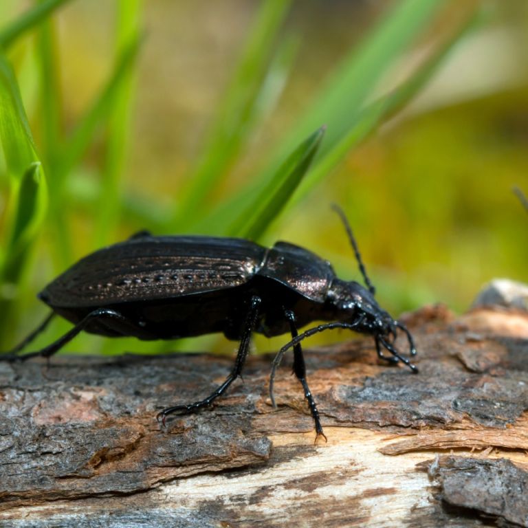 Ground beetle on a wooden log