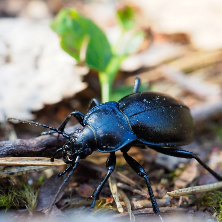 Ground beetle on a branch