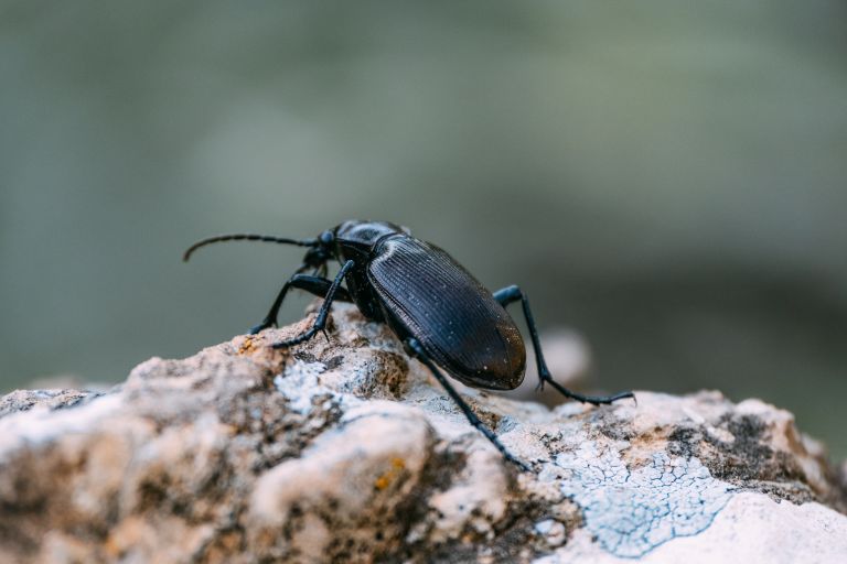a black bug on a rock