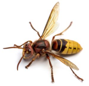 Close-up of a hornet insect
