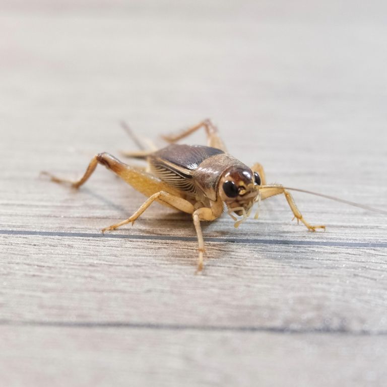 Small cricket on indoor floor surface.