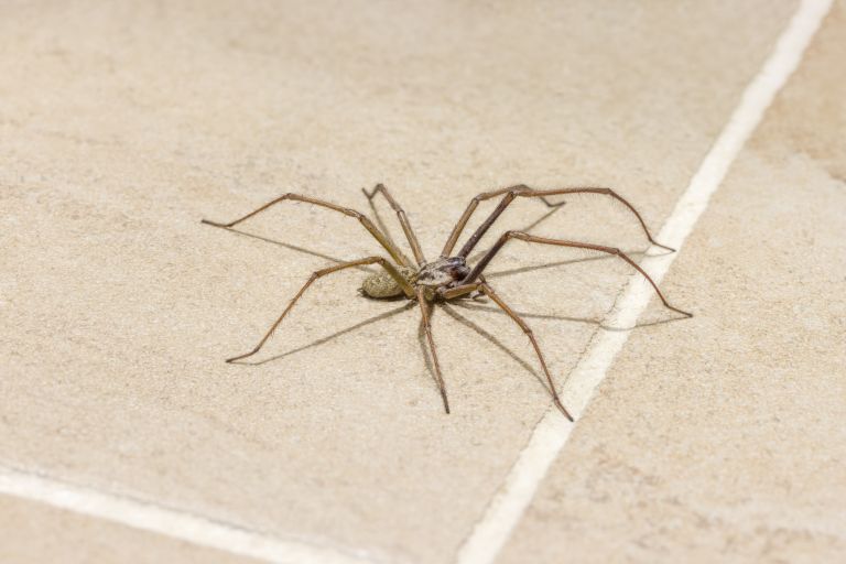 a large spider on a tile floor