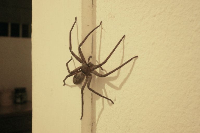 a spider on a wall
