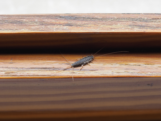 firebrat scientific name Thermobia domestica of animal class insects