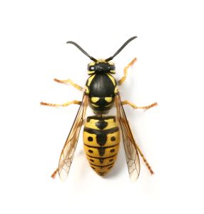 Close-up of a yellow wasp