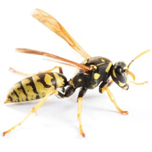 Paper wasp isolated on white