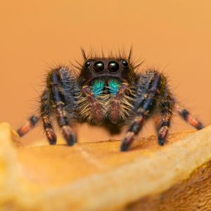 Jumping Spider