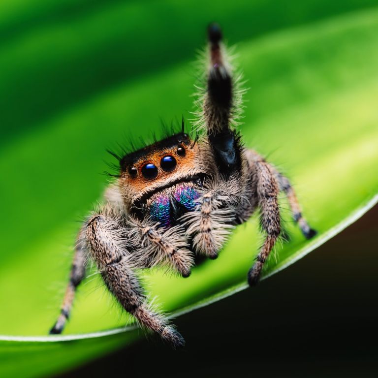 Jumping spider climbing on green leaf
