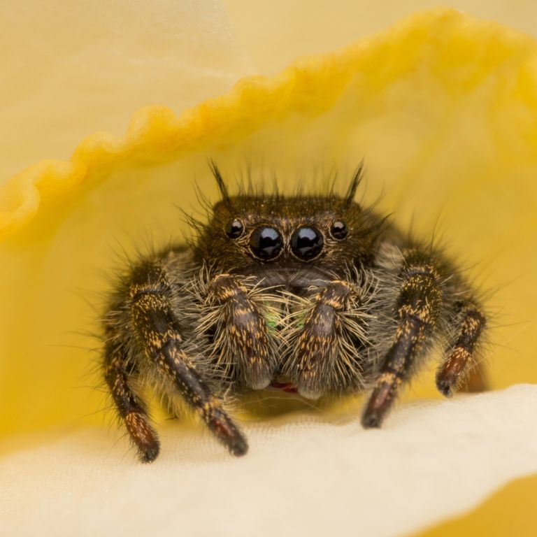 Jumping spider on yellow background.