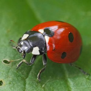 Lady Bug