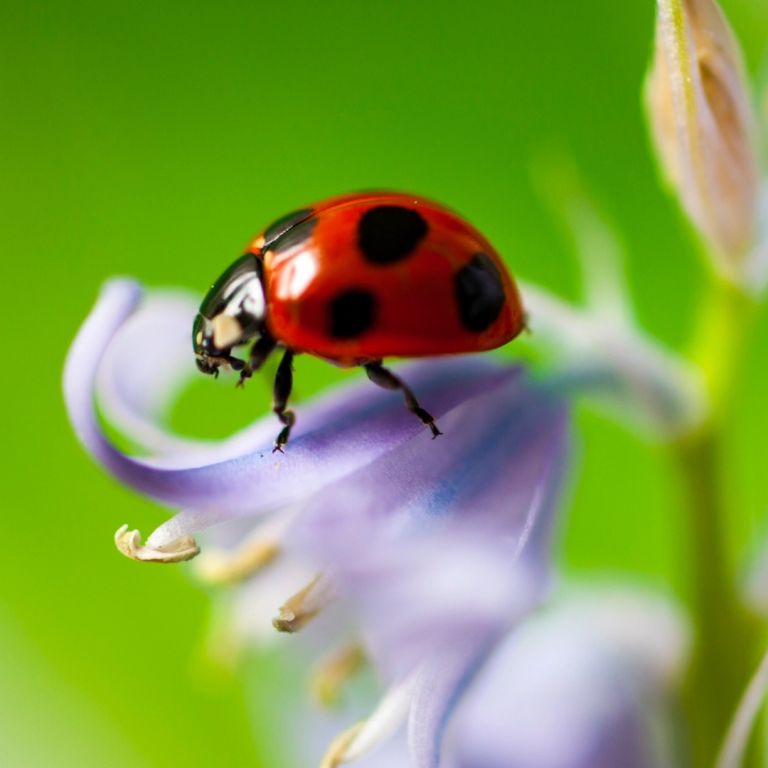 lady bug on a purple flower
