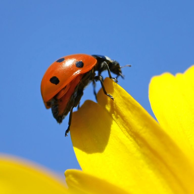 lady bug on a yellow flower