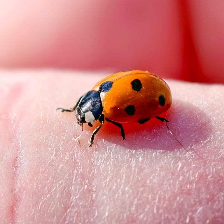 lady bug on skin