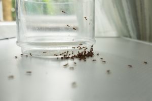 Little Black Ant