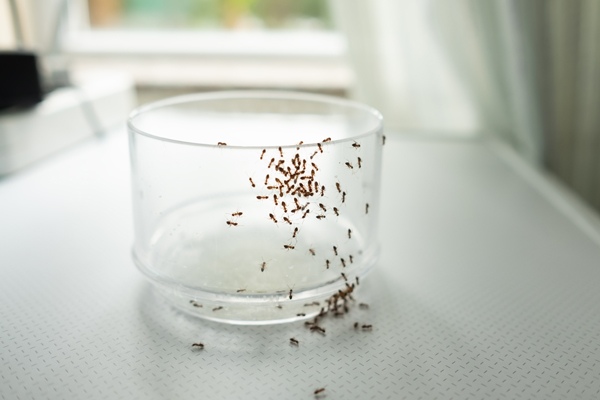 Close up mass of ants on glass searching for food.