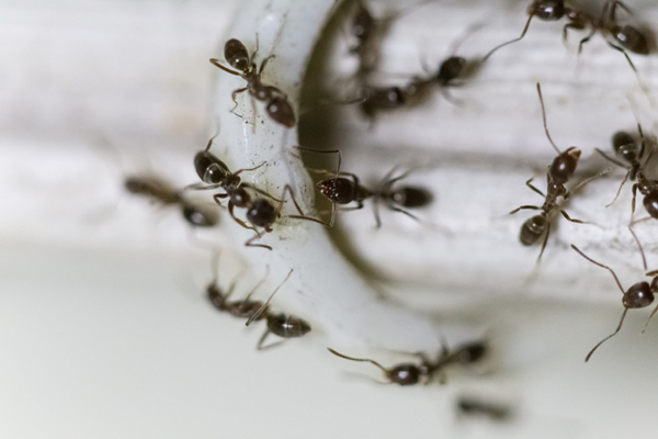 Group of ants walking on a cable
