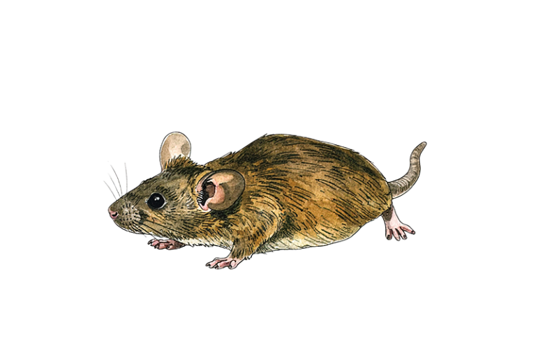 llustration of a house mouse rodent