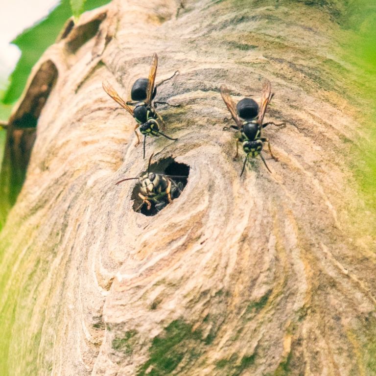 Nest baldface