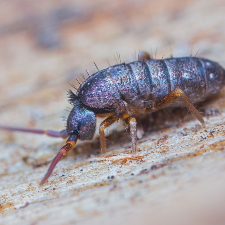 Springtail insect on soil surface