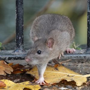 Roof Rat