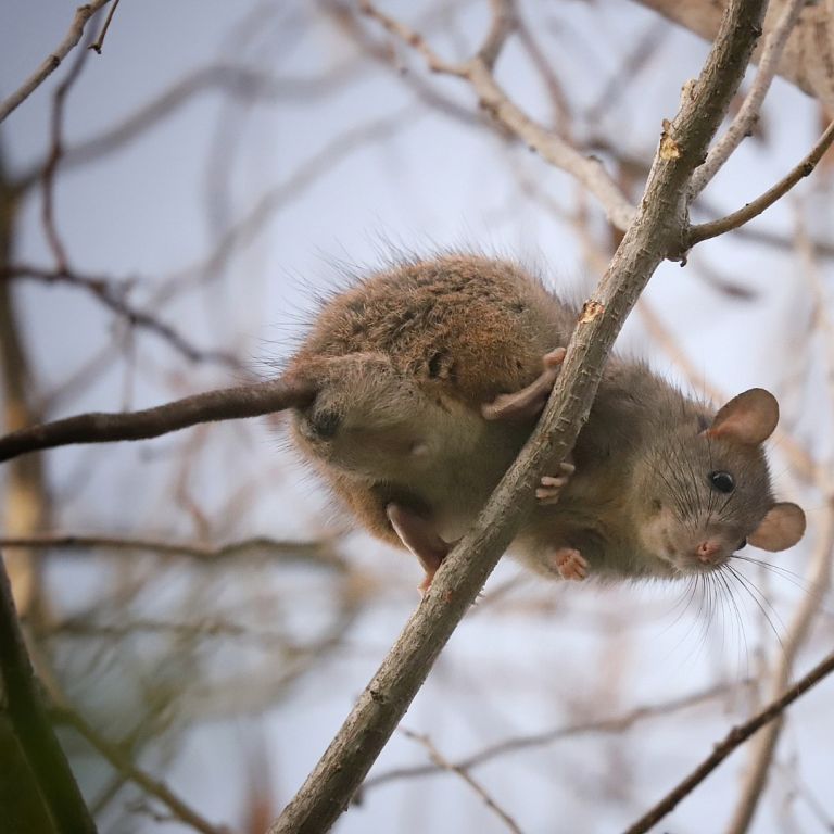 roof-rat on a tree branch