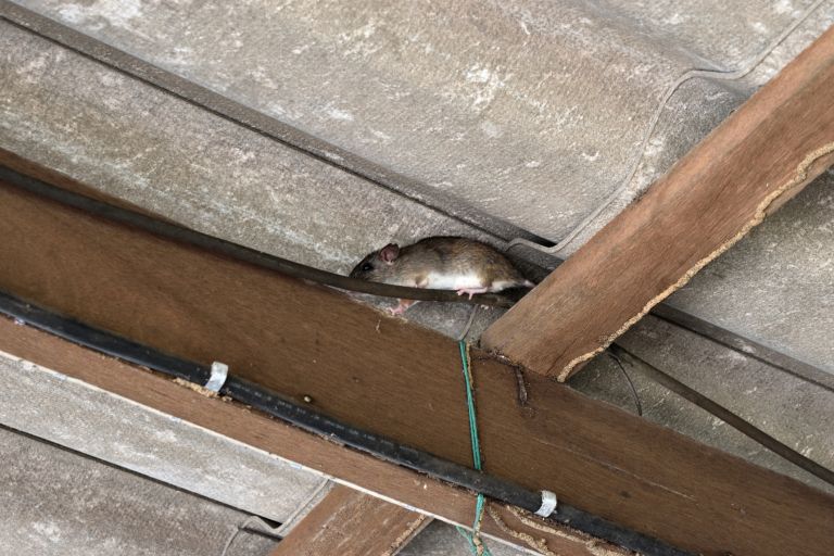 Rat walking between wooden beam and roof tiles while mice hide