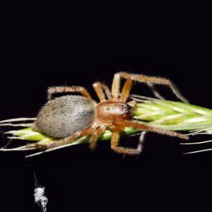 Sac Spider