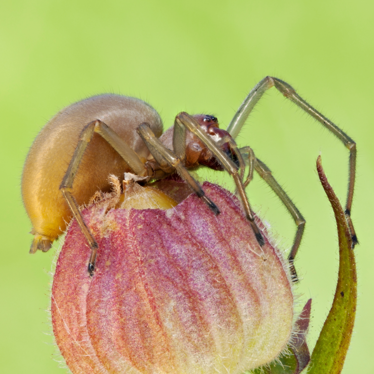 Sac spider on stone surface close-up.