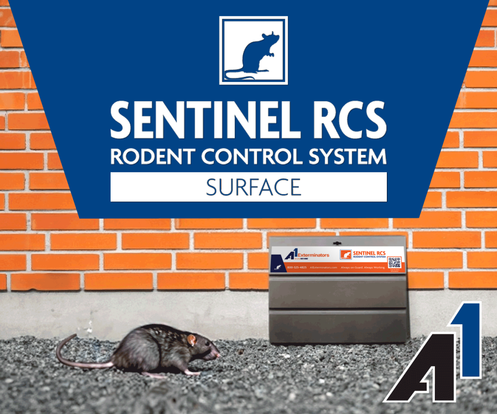 Rodent control system advertisement featuring rat