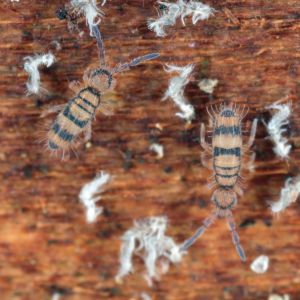 Springtail