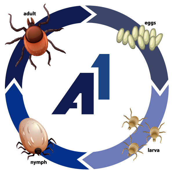 tick life cycle WITH a1 logo in the middle