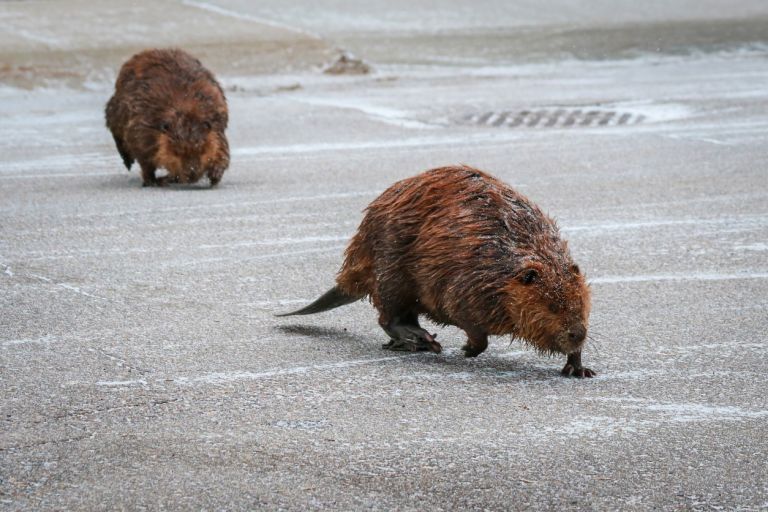 Canadian beaver walking on an urban road in the winter.