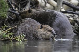Beavers
