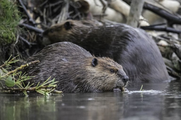 Closeup low angle portrait of a beaver feeding